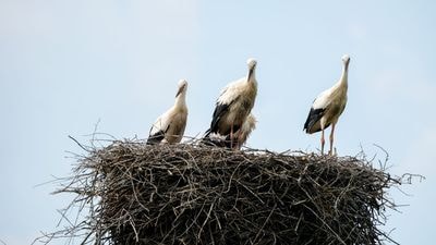 Аисты в гнезде в деревне Заручье